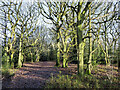 Path in Ercall Wood