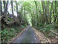 Tree-lined Lane