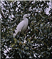 Egret