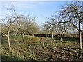 Orchard near Higher Wick Farm