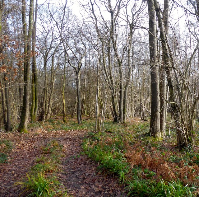 Hawksden Park Wood