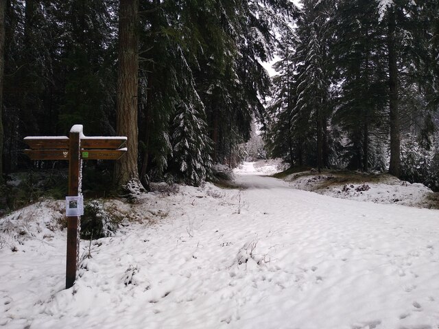 Signs in snowcovered forest