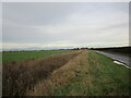 Roadside drain, Ruskington Fen