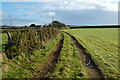 Track and pasture, Wendron