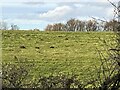 Field sloping down to the River Dee