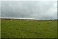 NZ1873 : Fields north of Prestwick by DS Pugh