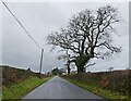 SN2244 : Minor road with tree by Roger Cornfoot