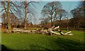 Recumbent tree trunk, Wellholme Park, Brighouse