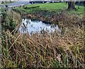 Milbury Heath duckpond, South Gloucestershire