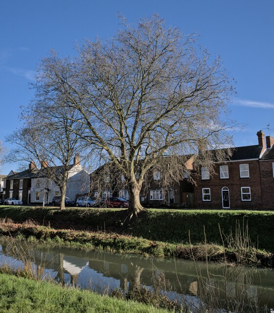 the-london-plane-tree-on-the-bank-bob-harvey-cc-by-sa-2-0-geograph