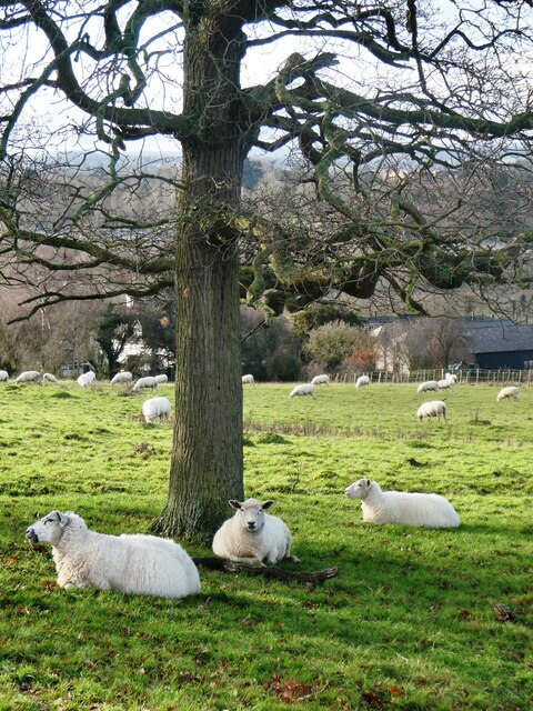 Sheep sheltering under a tree on Crockham Farm, Hernhill