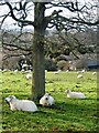 Sheep sheltering under a tree on Crockham Farm, Hernhill