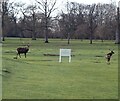 SP9532 : Woburn Park - Two Red Deer in the Deer Park by Rob Farrow