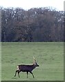 SP9532 : Woburn Park - Trotting stag by Rob Farrow