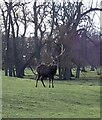 SP9532 : Woburn Park - A Red Deer stag holds his ground by Rob Farrow