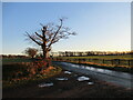 Dead tree at Oldhill road-end