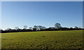 A field by Bilton Lane, Knaresborough