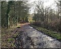 Path through the Rifle Range Nature Reserve