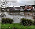 Swans on the River Severn at Bewdley