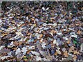 TF0820 : Fallen leaves by Bob Harvey