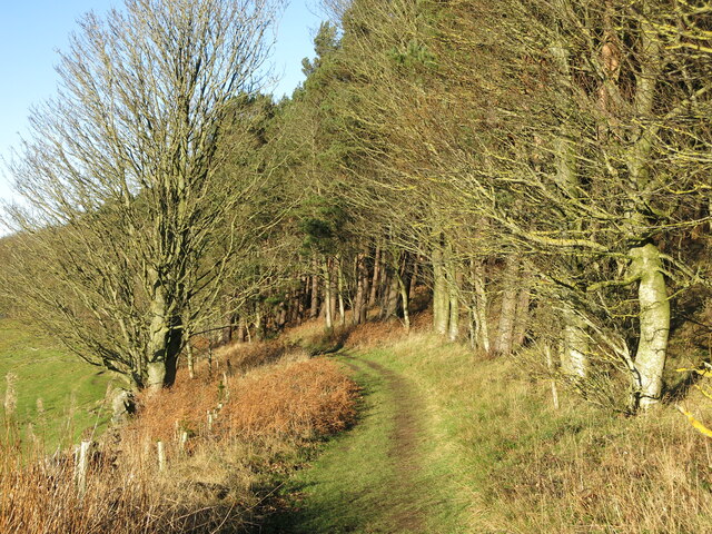 Path at the southern point of Laverick Plantation