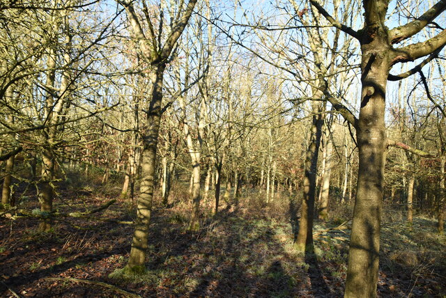 Woodland near Ashurst Bridge © N Chadwick cc-by-sa/2.0 :: Geograph ...