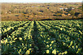 Farmland, Breage