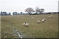 Sheep near Roughley