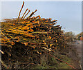 Felled timber Cottingham/Willerby