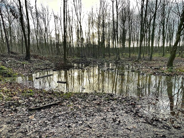 Flooded area in Wadworth Wood