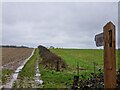 Footpath from the road to Colemore Common