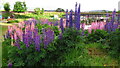 Lupins on allotments at Kingussie