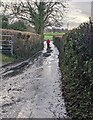 ST3789 : Hedge-lined lane, Langstone by Jaggery