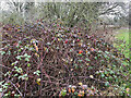 SP2964 : Brambles in winter colours, Myton Fields, Warwick by Robin Stott