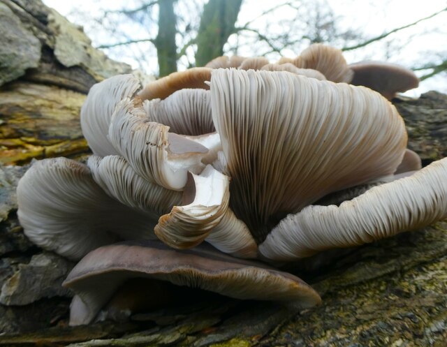 Fungus, Otterden Place
