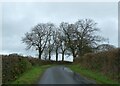 Trees by the road north of Northleigh