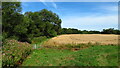 On the Teesdale Way SE of Middleton One Row