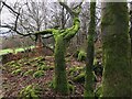 SK2463 : Moss-covered tree by David Lally