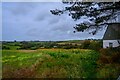 Hayle : Grassy Field