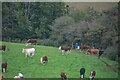 Hayle : Grassy Field & Cattle