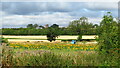 SP8763 : Sunflowers by the River Nene, SE of Earls Barton by Colin Park