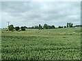 Wheat fields north-east of Housham Hall