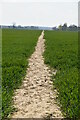 Footpath through young wheat