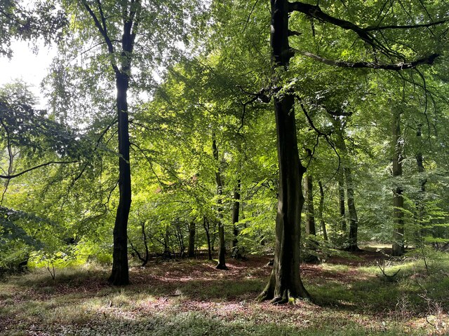 Beech woodland, Grant's Plantation