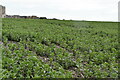 Field of beans