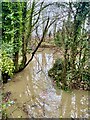 Flooded Woodland