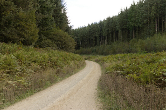 Forest track, Sand Dale