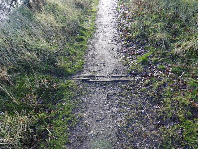 Remnants of a sleeper across the path