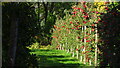 Apple orchard off Kymin Rd, Monmouth