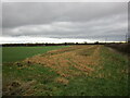 Field edge near The Plots Farm